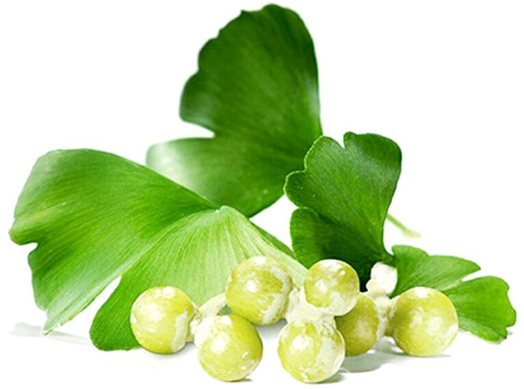 Ang dahon ng ginkgo biloba ay nagpapabuti ng sirkulasyon ng dugo sa mga tisyu ng ari ng lalaki