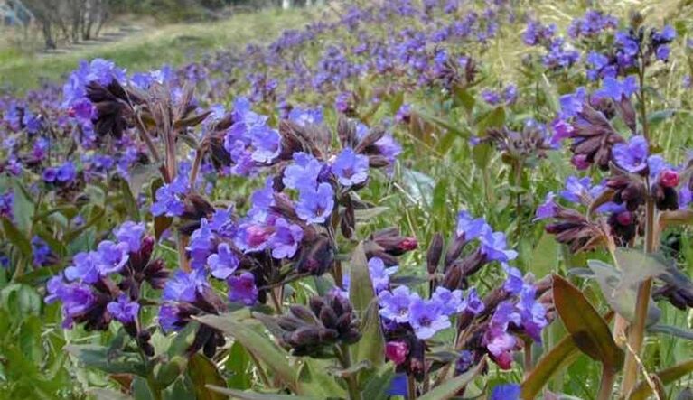 Lungwort para sa paghahanda ng isang pagbubuhos na nagtataguyod ng pagpapalaki ng ari ng lalaki